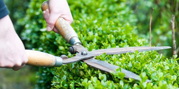 our grounds and garden maintenance service includes hedge cutting and tree work